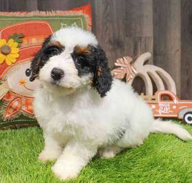 Mini Bernedoodle