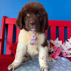 Newfoundland