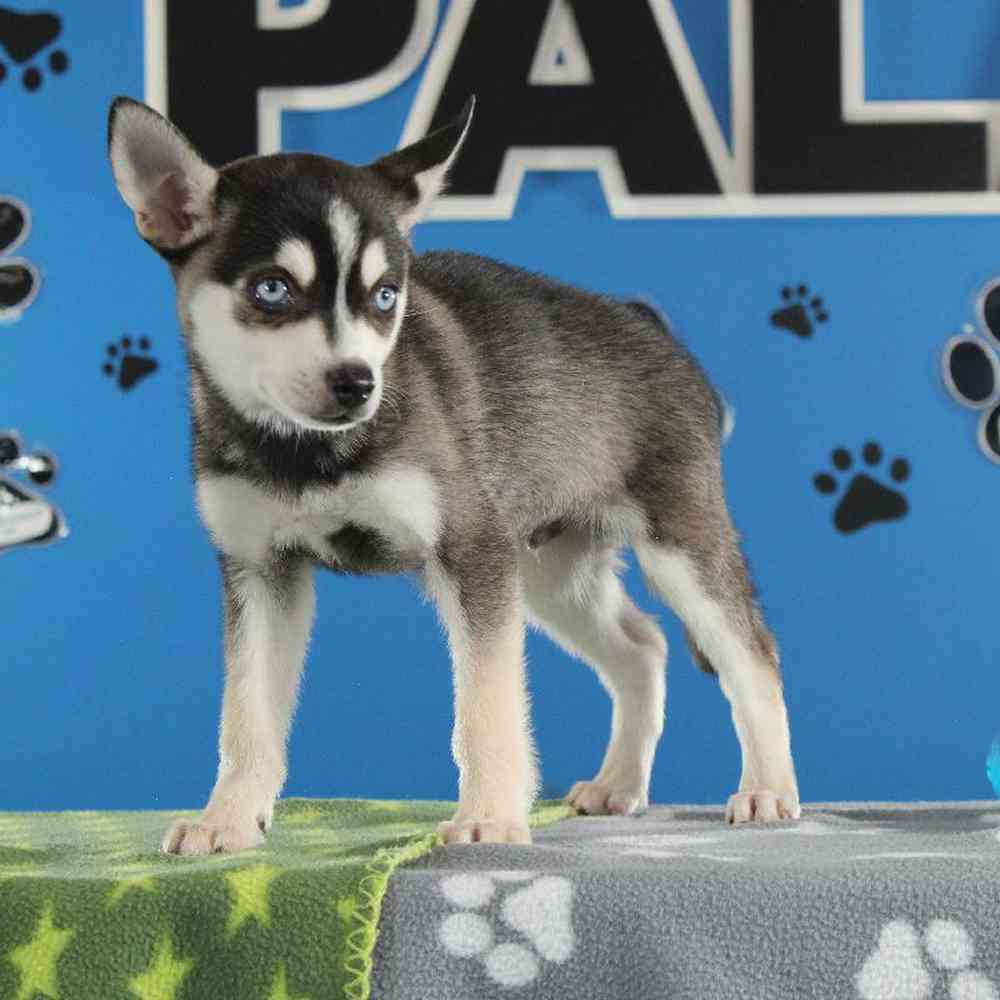 carousel pet images