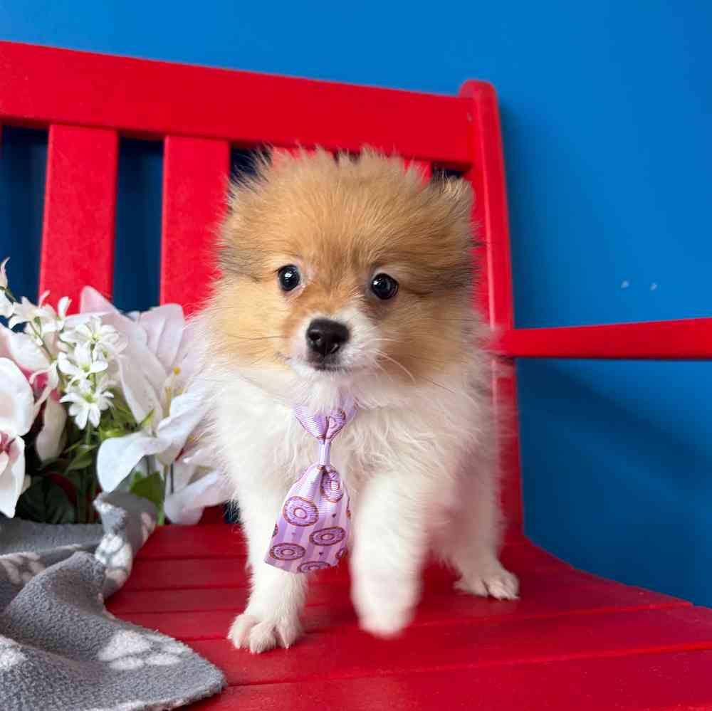 Image of a pet breed in the gallery