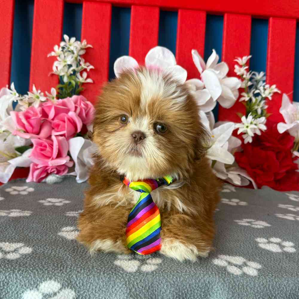 Image of a pet breed in the gallery