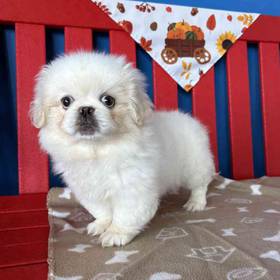 Pekingese
