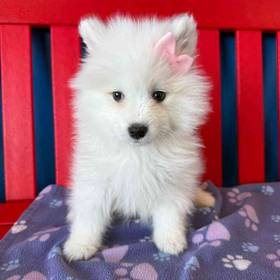 Samoyed