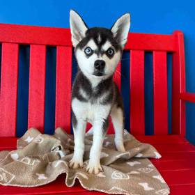Alaskan Klee Kai