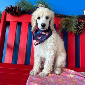 Standard Poodle
