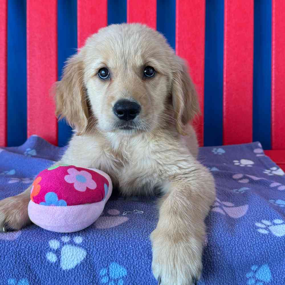 Image of a pet breed in the gallery