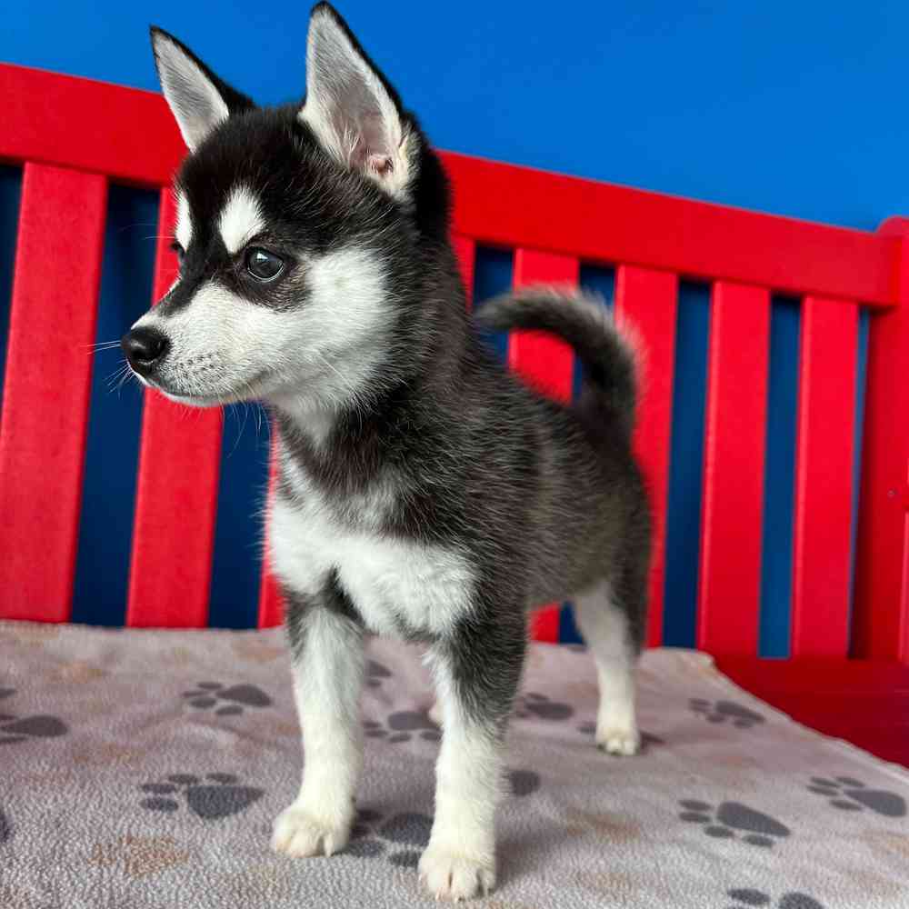 carousel pet images