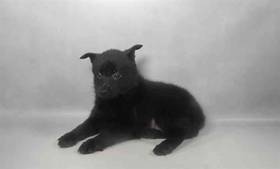 Schipperke