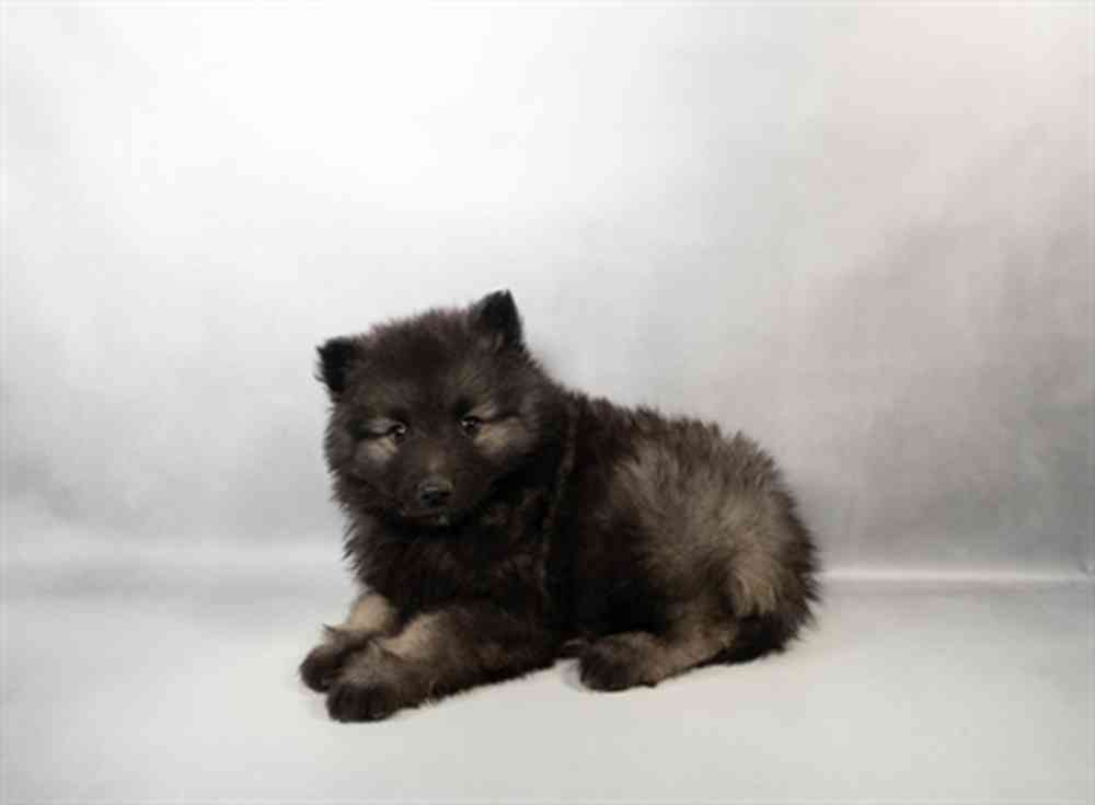 Image of a pet breed in the gallery