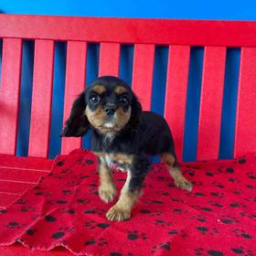 Cavalier King Charles Spaniel