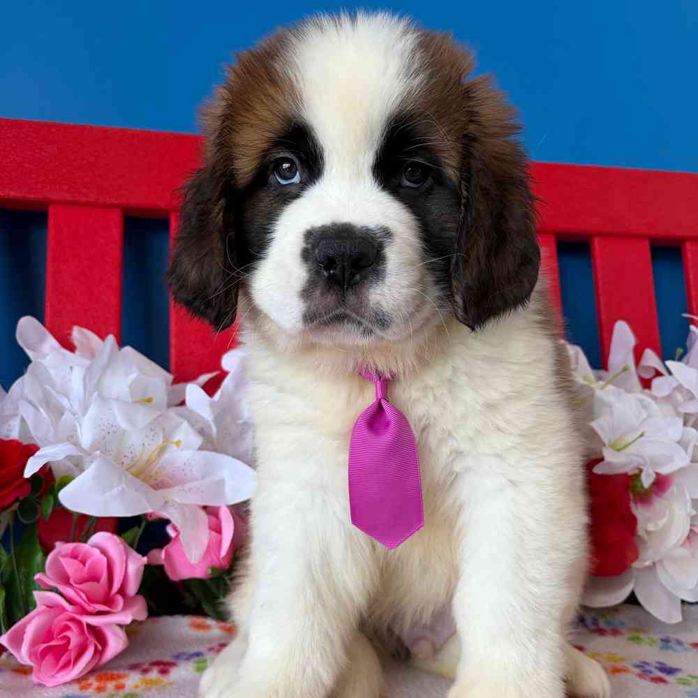 Image of a pet breed in the gallery