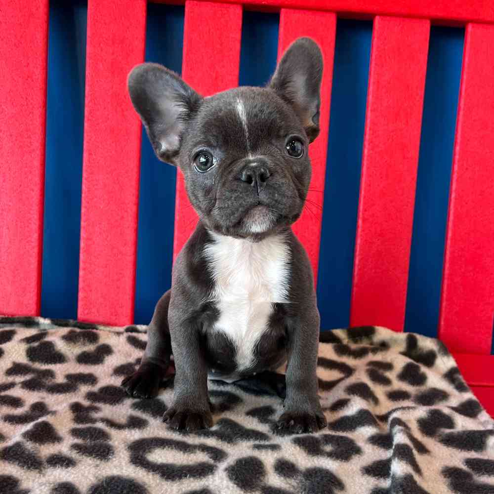 Image of a pet breed in the gallery