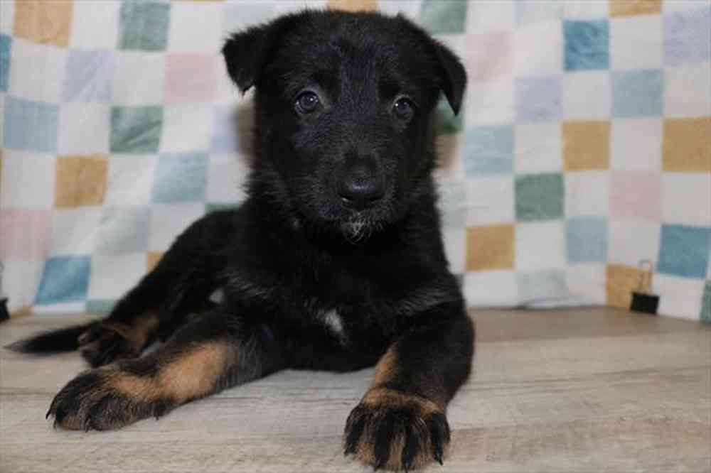 Image of a pet breed in the gallery