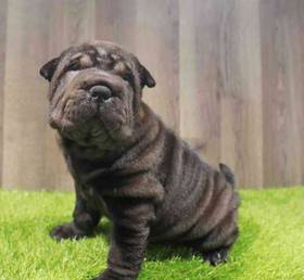 Shar Pei