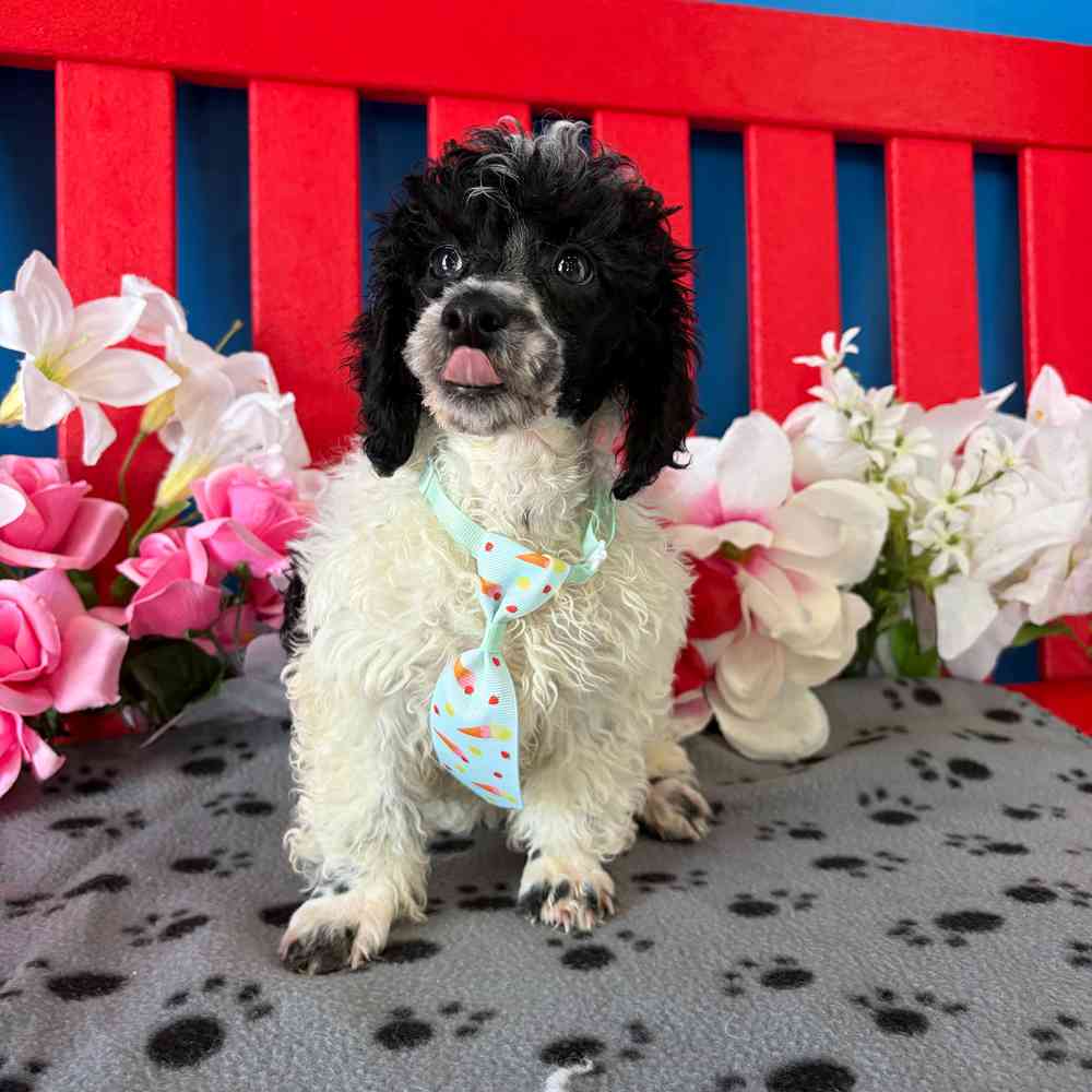 carousel pet images