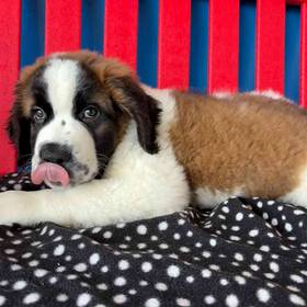 Saint Bernard