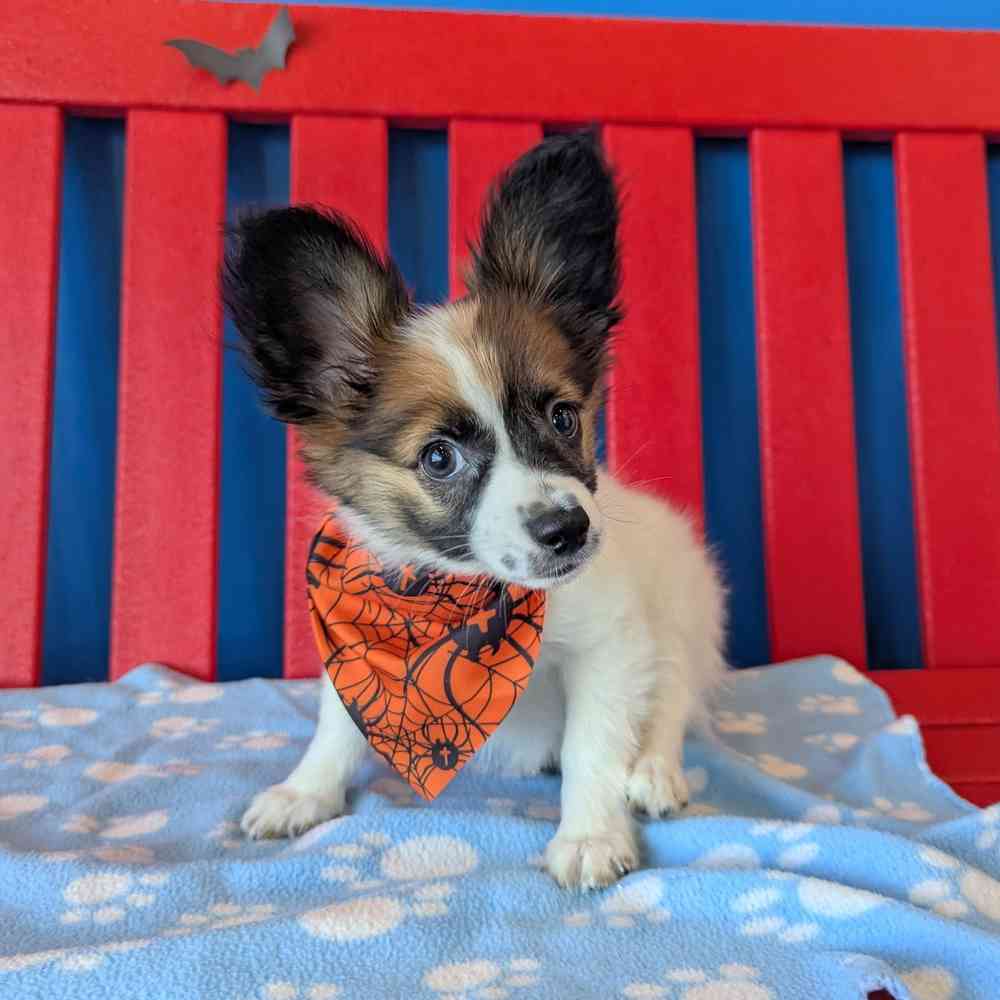 carousel pet images