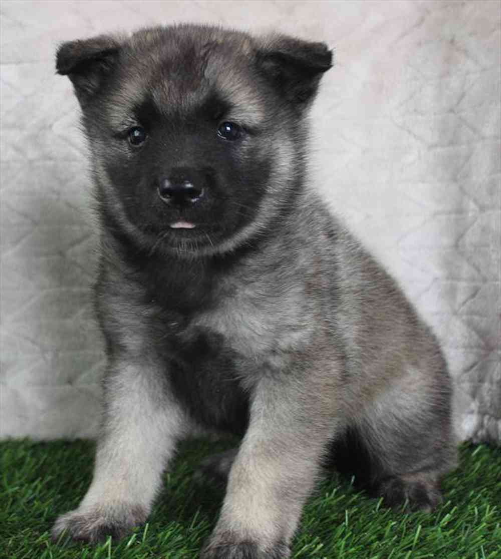 Image of a pet breed in the gallery