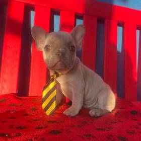 French Bulldog