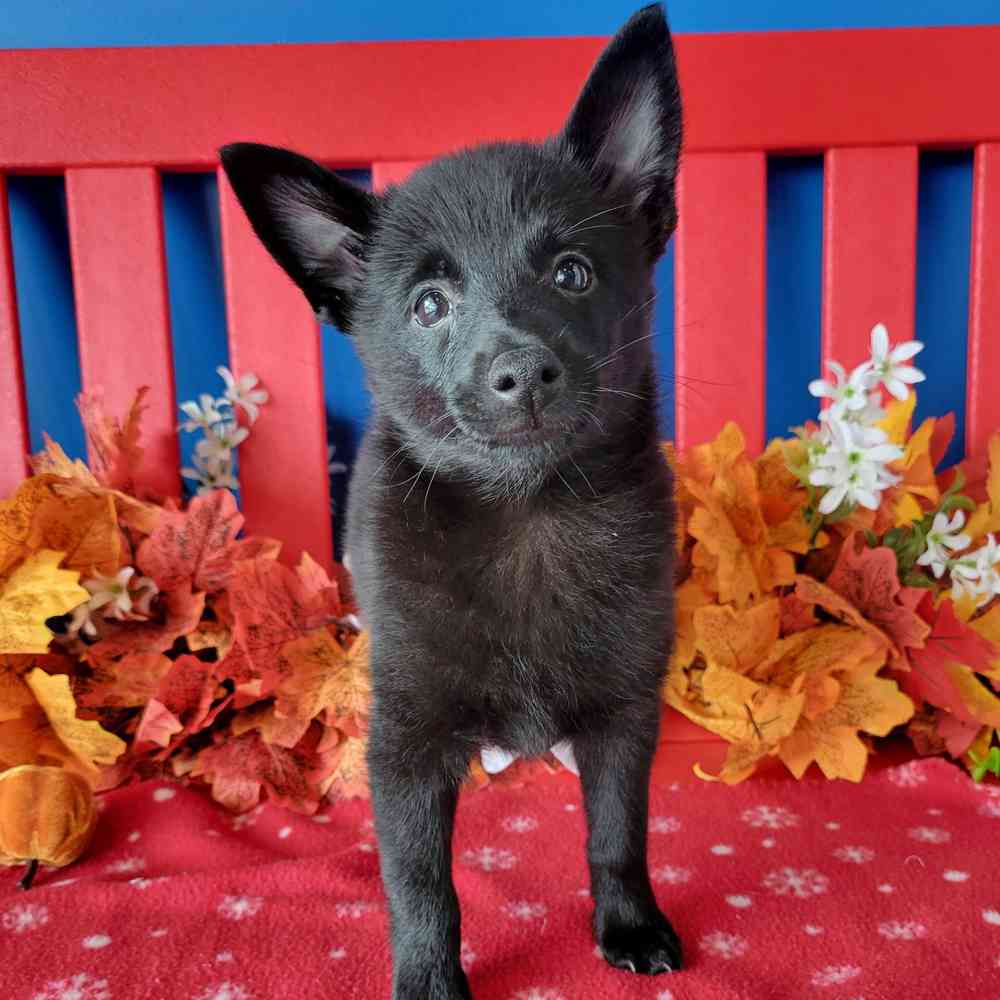 Image of a pet breed in the gallery