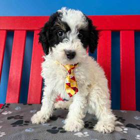 Mini Bernadoodle 2nd Gen