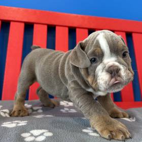 English Bulldog