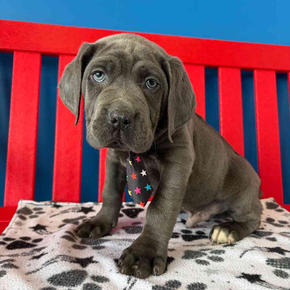 Image of a pet breed in the gallery