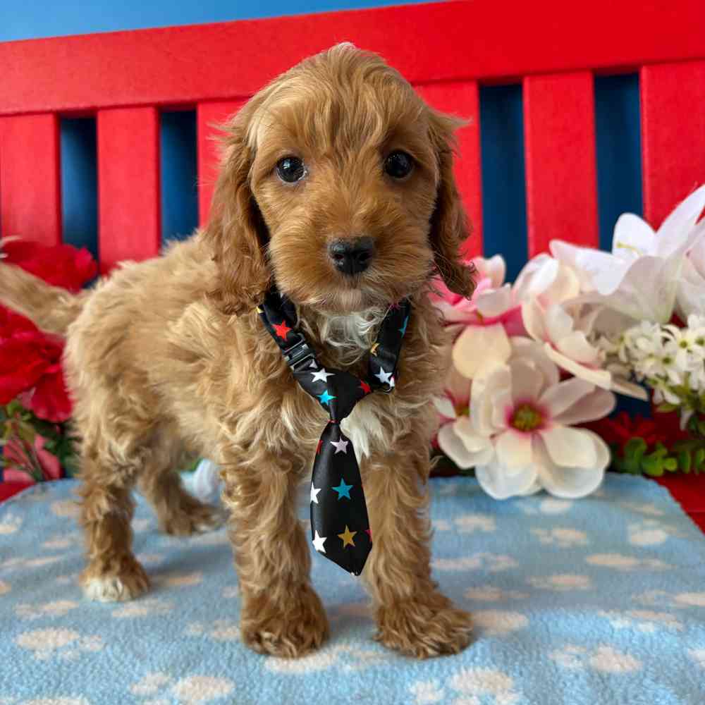 Image of a pet breed in the gallery