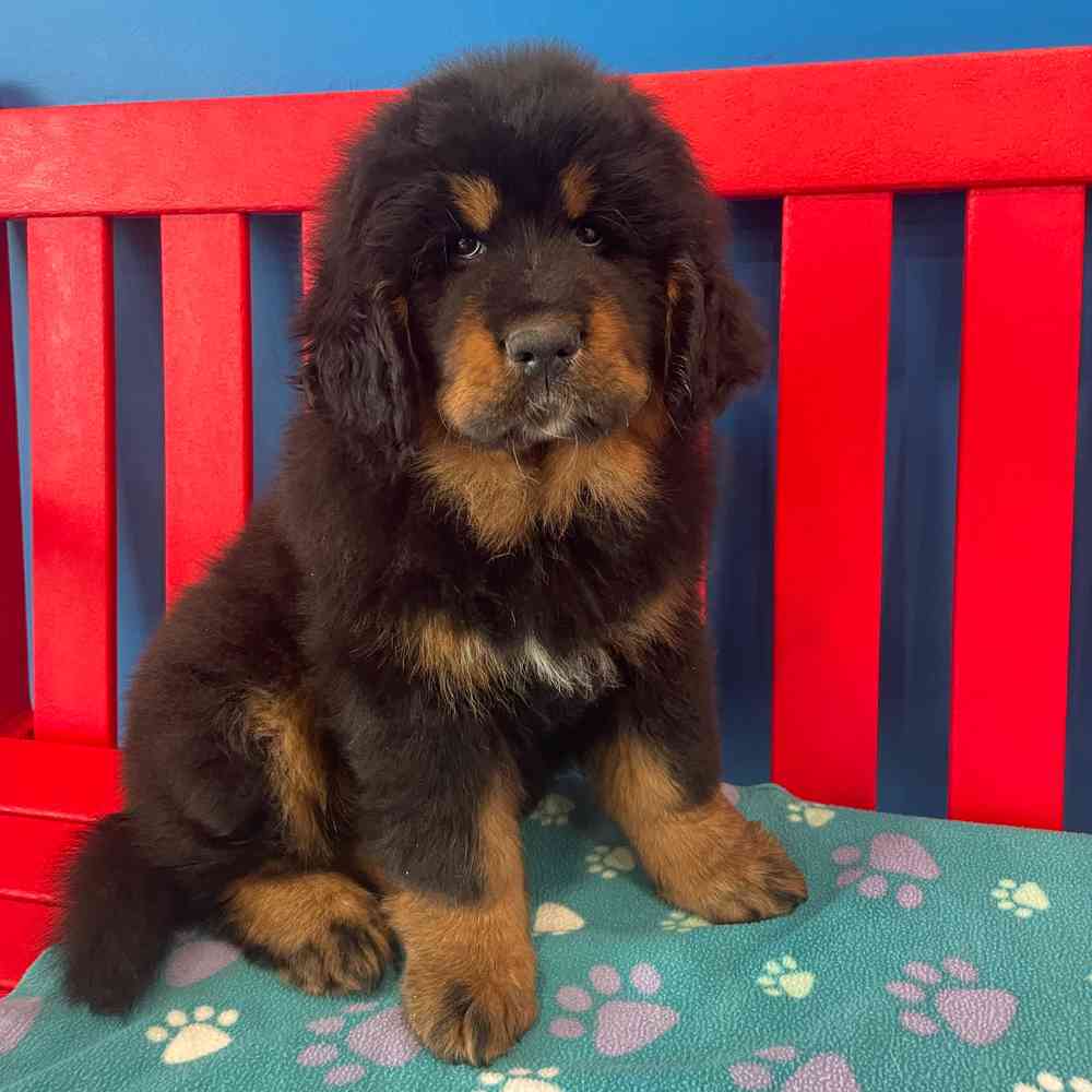 Image of a pet breed in the gallery