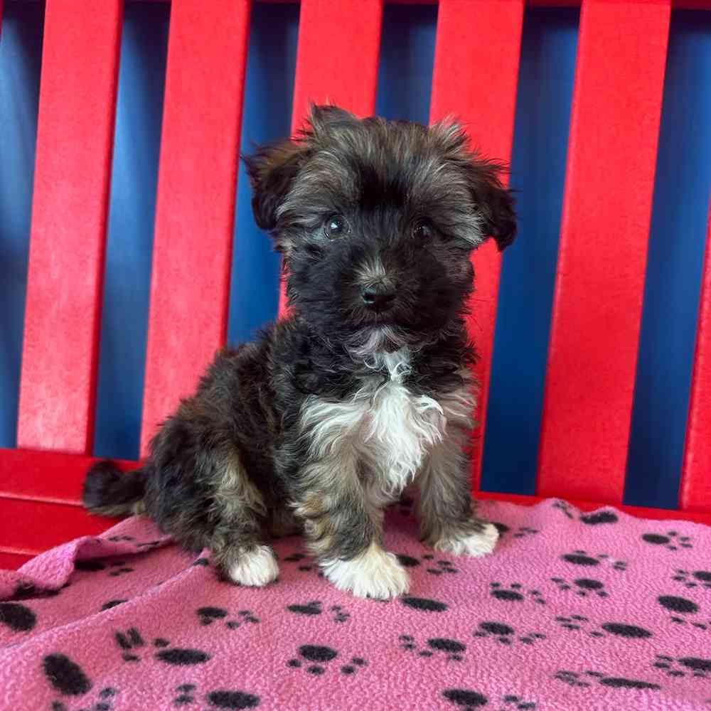 Image of a pet breed in the gallery