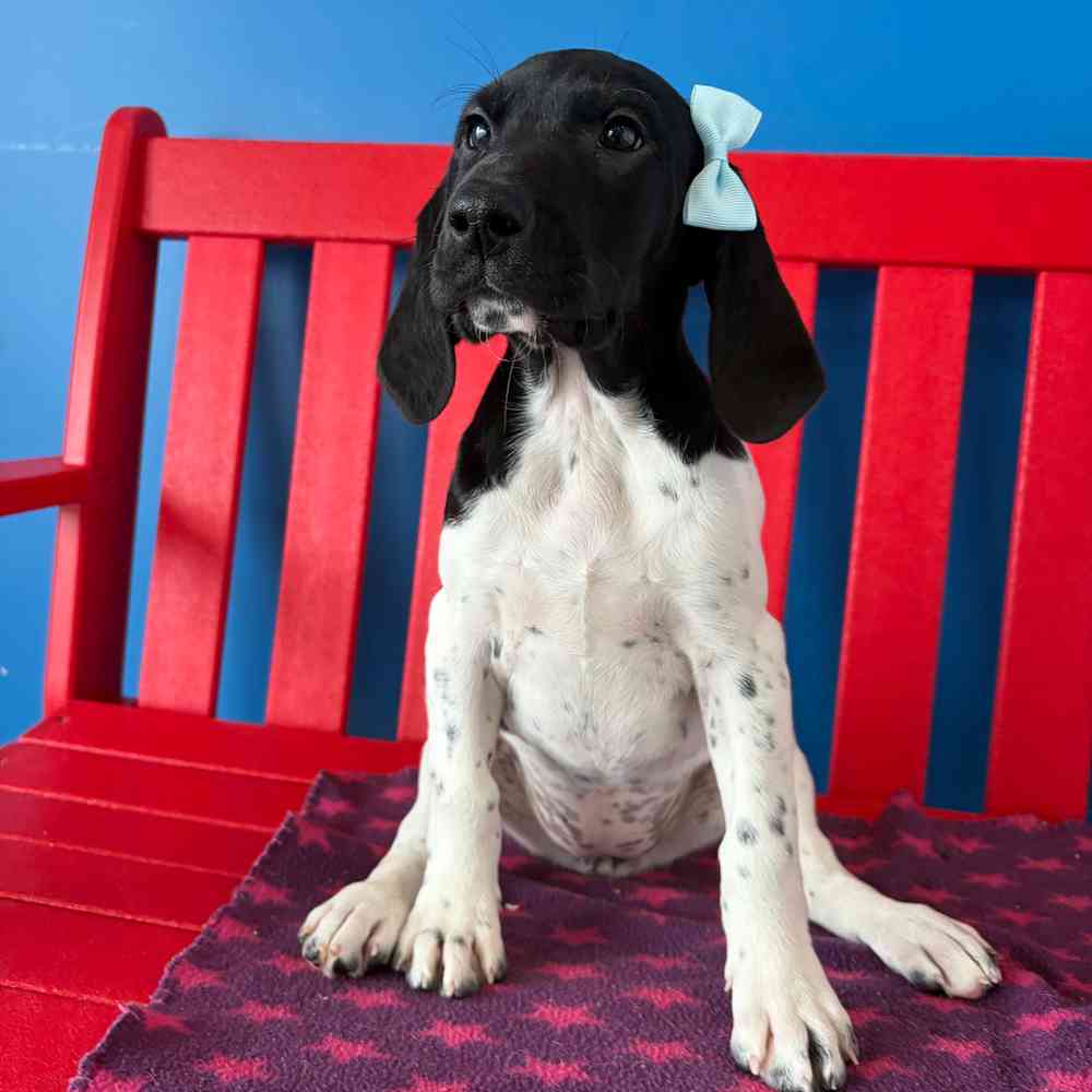 Image of a pet breed in the gallery