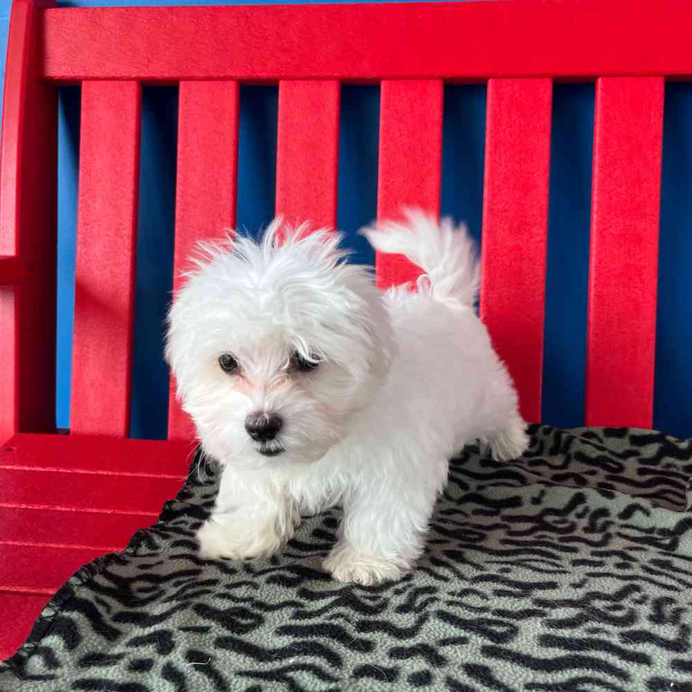 Image of a pet breed in the gallery