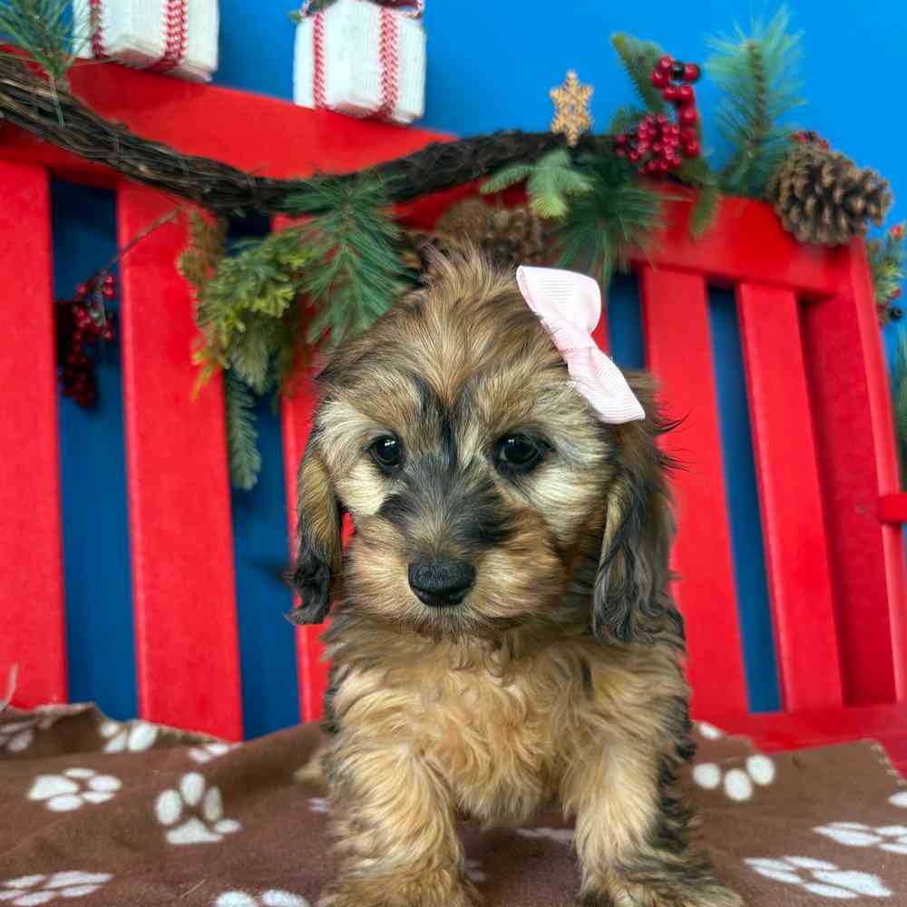 Image of a pet breed in the gallery