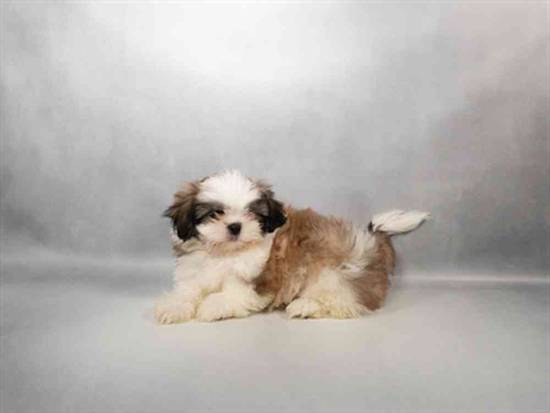 Shih Tzu