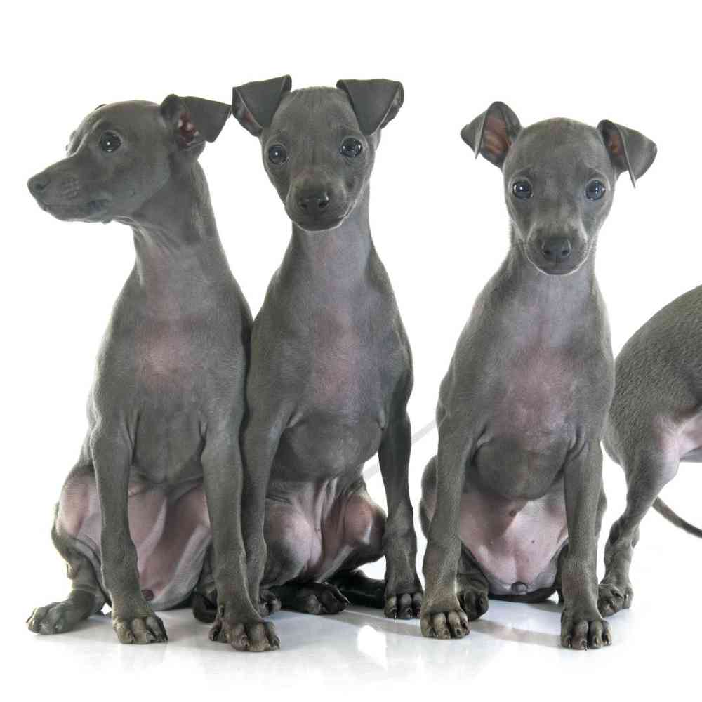 Toy italian greyhound puppies for sale new arrivals