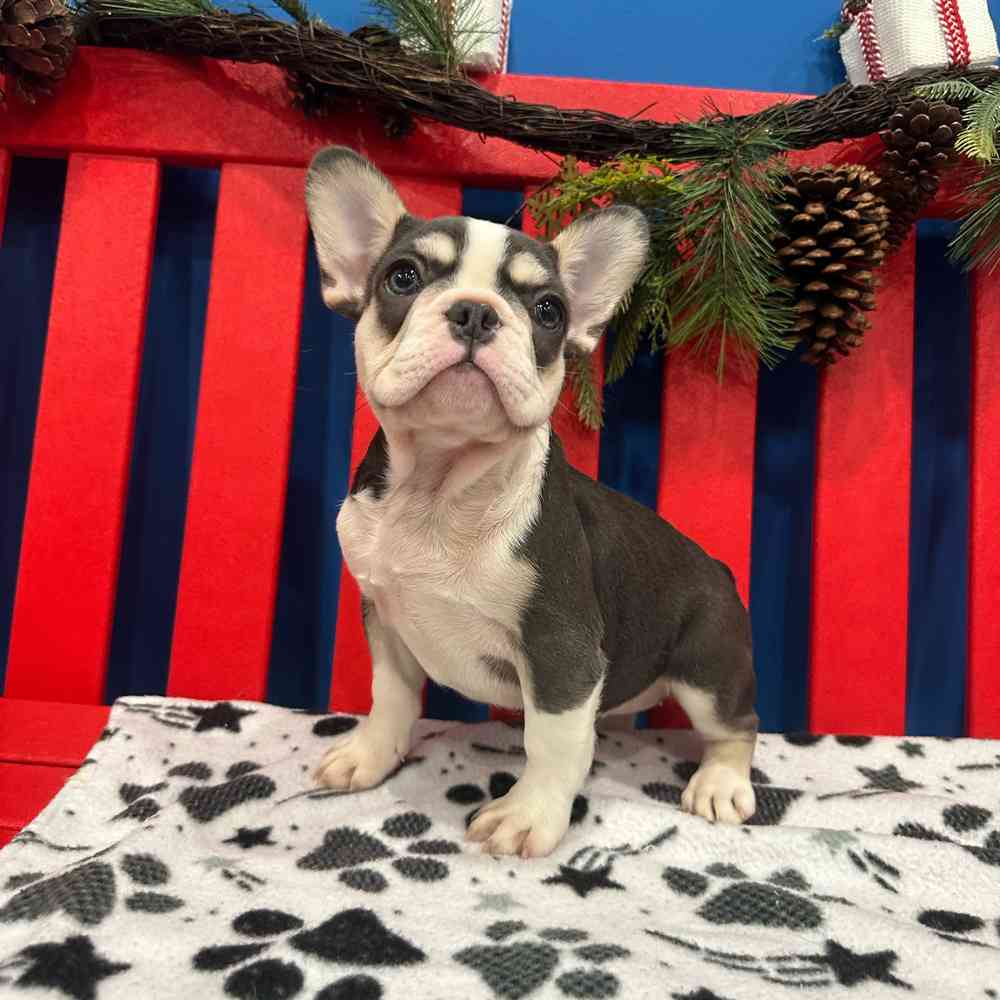 Image of a pet breed in the gallery