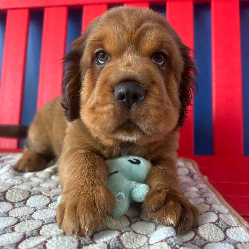 Image of a pet breed in the gallery