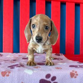 Dachshund