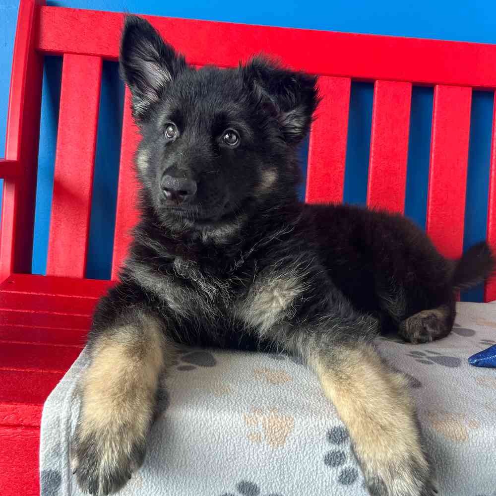 Image of a pet breed in the gallery