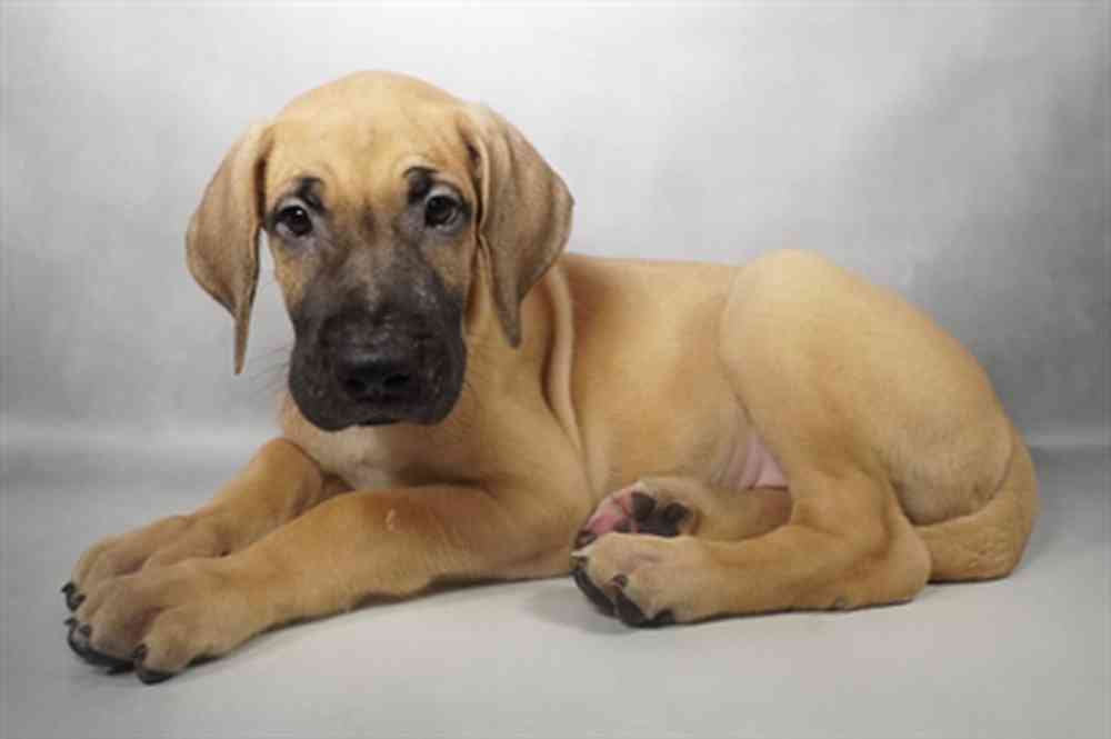 Image of a pet breed in the gallery
