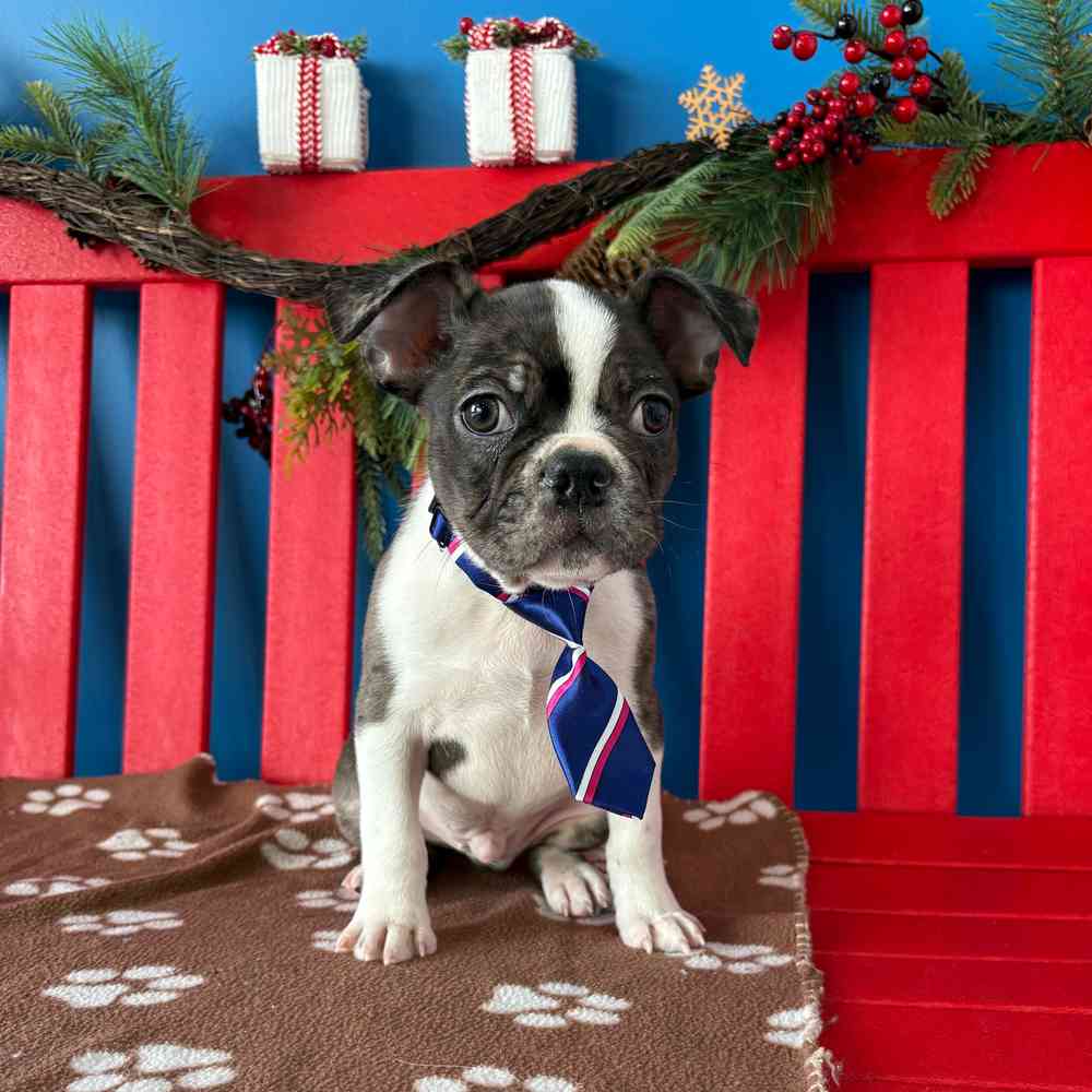 Image of a pet breed in the gallery