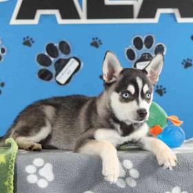 Alaskan Klee Kai