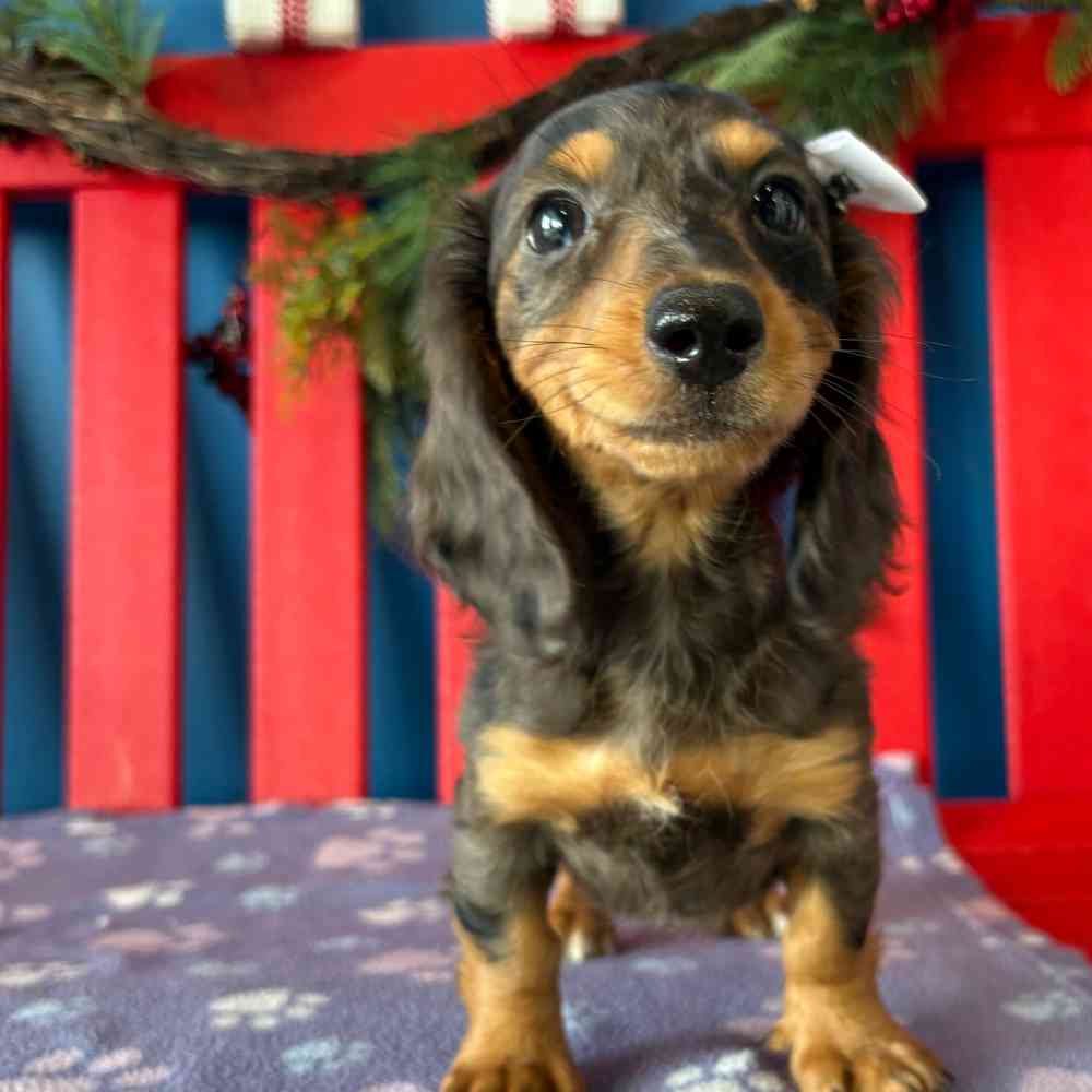 Image of a pet breed in the gallery