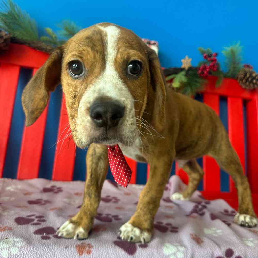 Image of a pet breed in the gallery