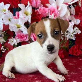 Jack Russell Terrier