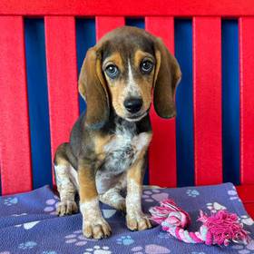 Beagle