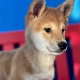 Shiba Inu