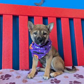 Shiba Inu