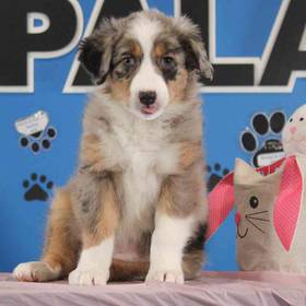 Australian Shepherd