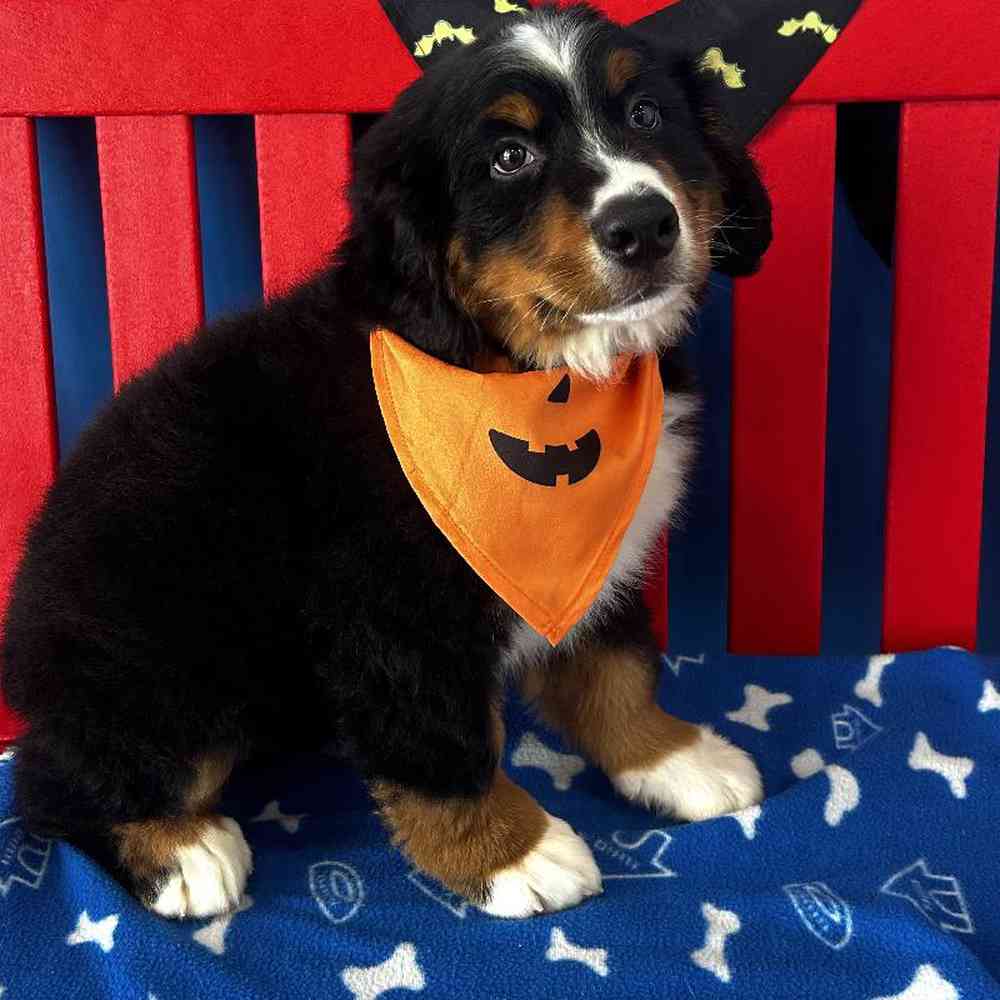 Casper Male Bernese Mountain Dog Puppy for sale in Manchester